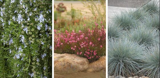 Start a Garden That Can Thrive in a Drought