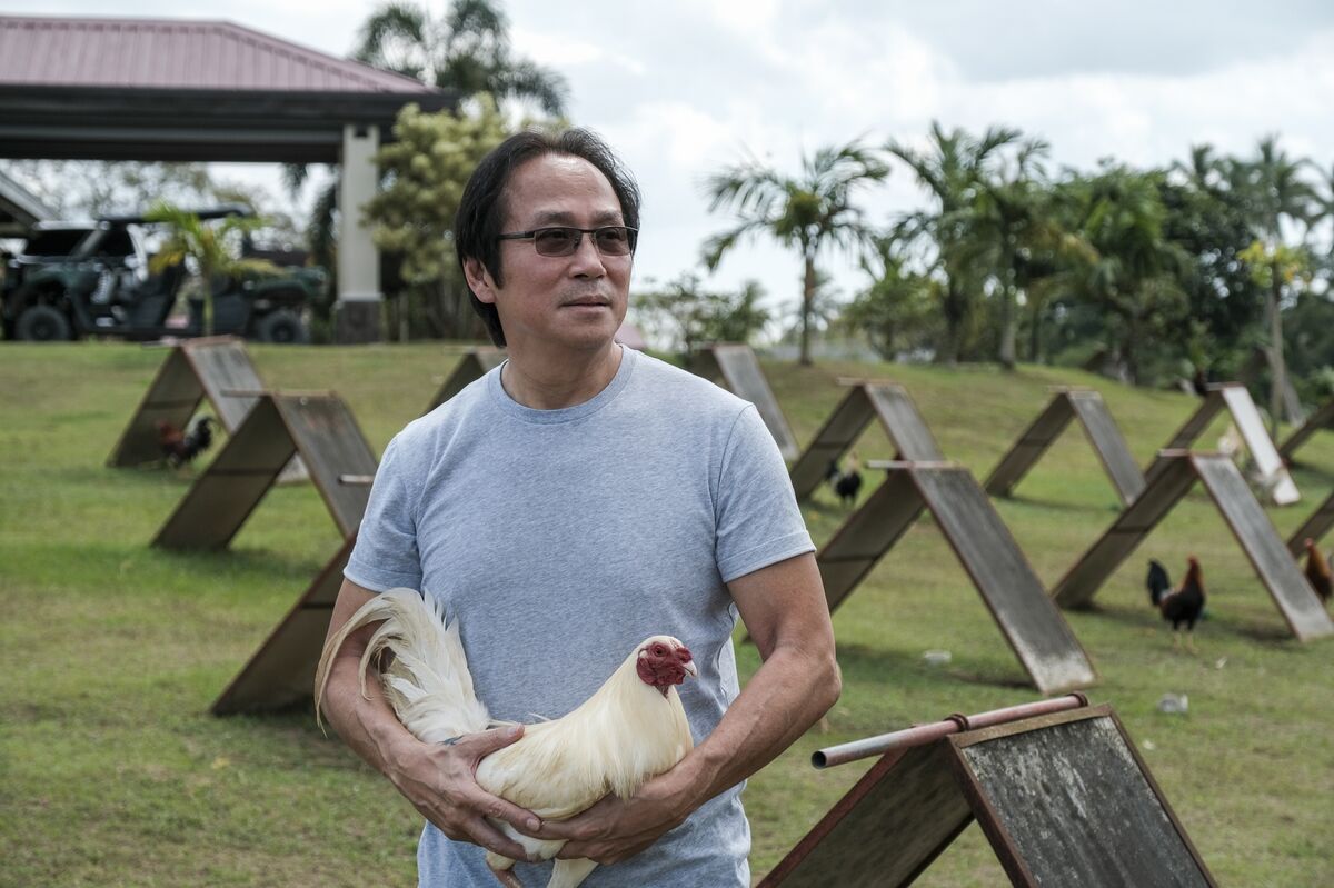 Online Cockfighting Wagers Rake In Billions In The Philippines Bloomberg