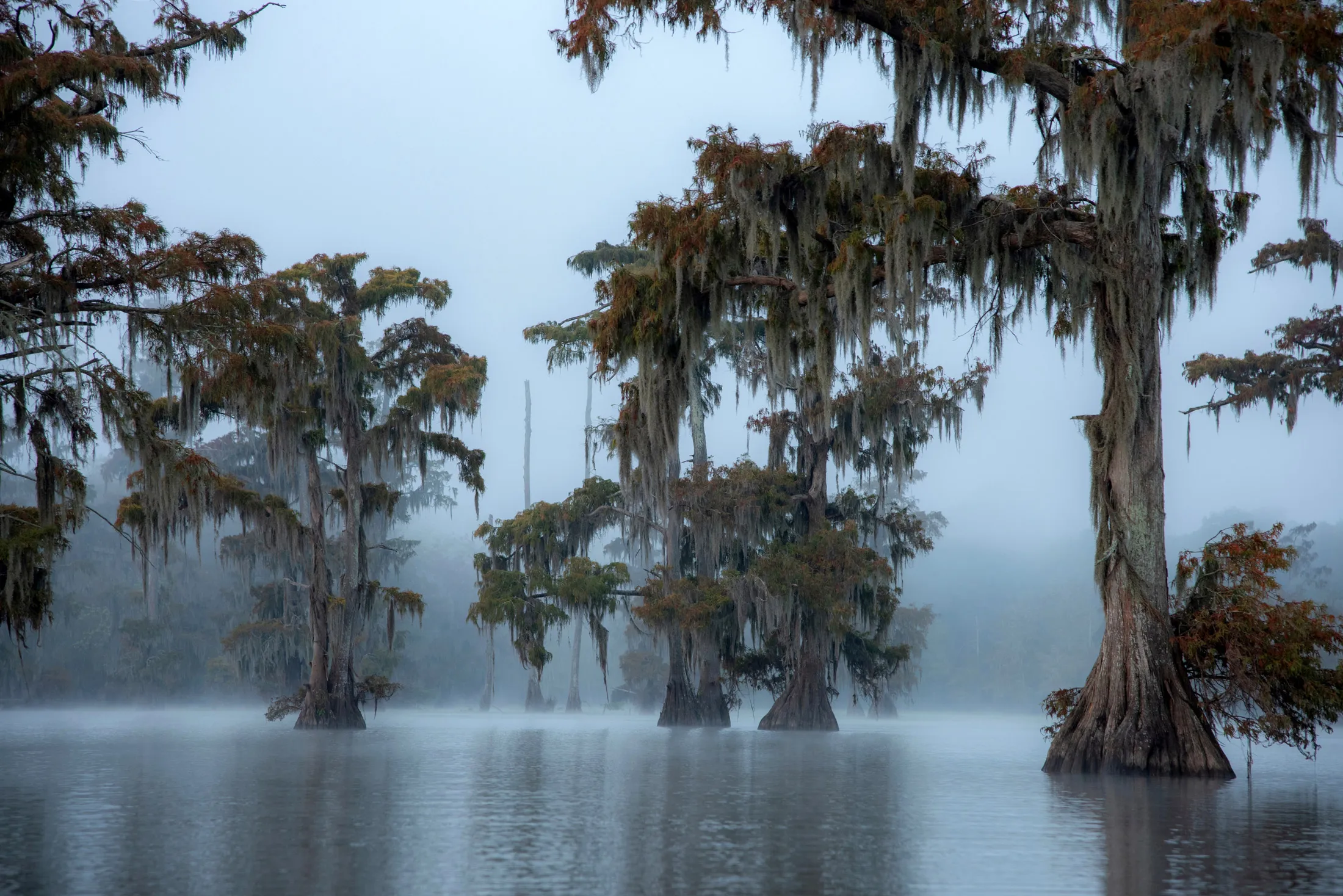 A Top U.S. Seller of Carbon Offsets Starts Investigating Its Own Projects -  Bloomberg