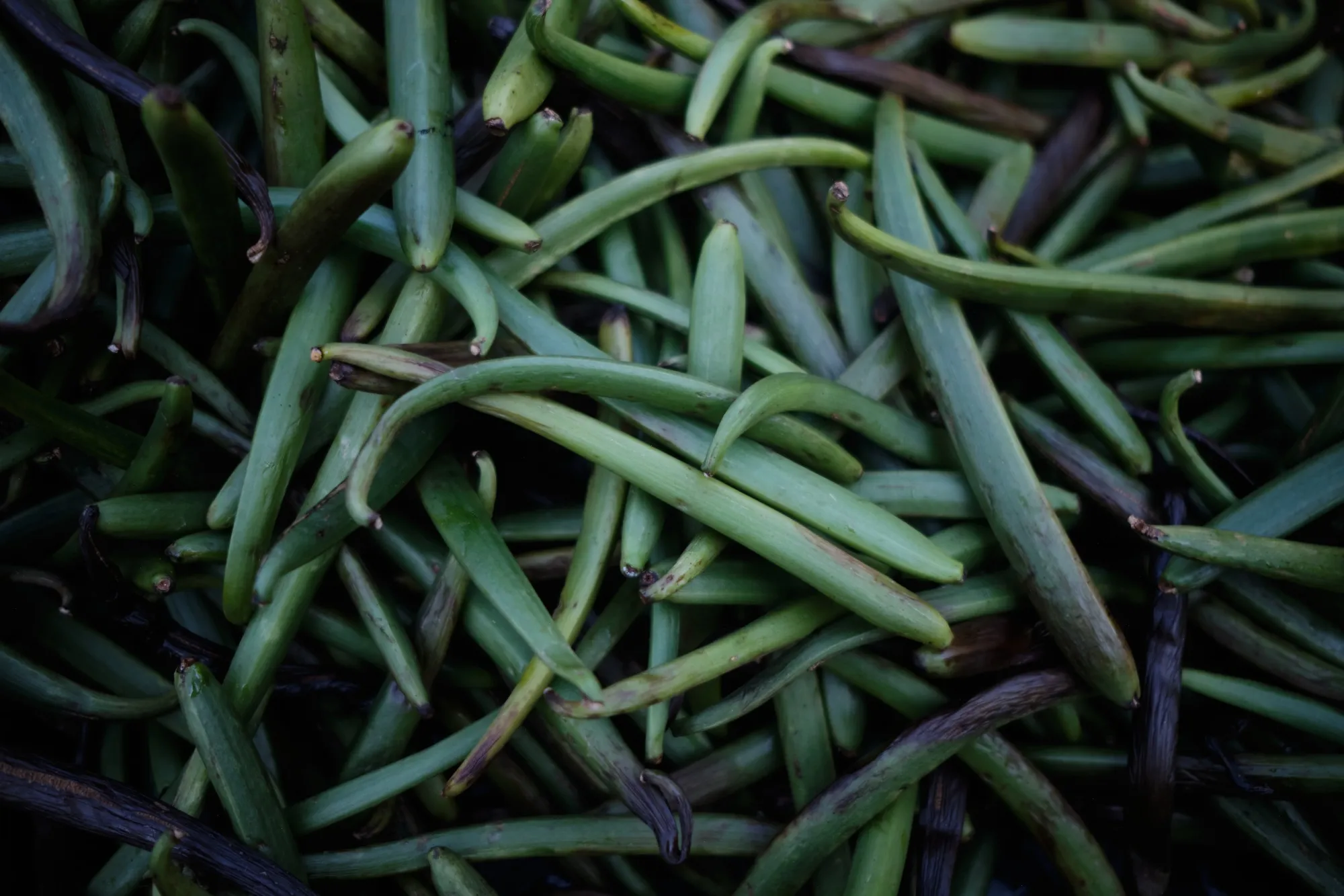 Vanilla bean pods.