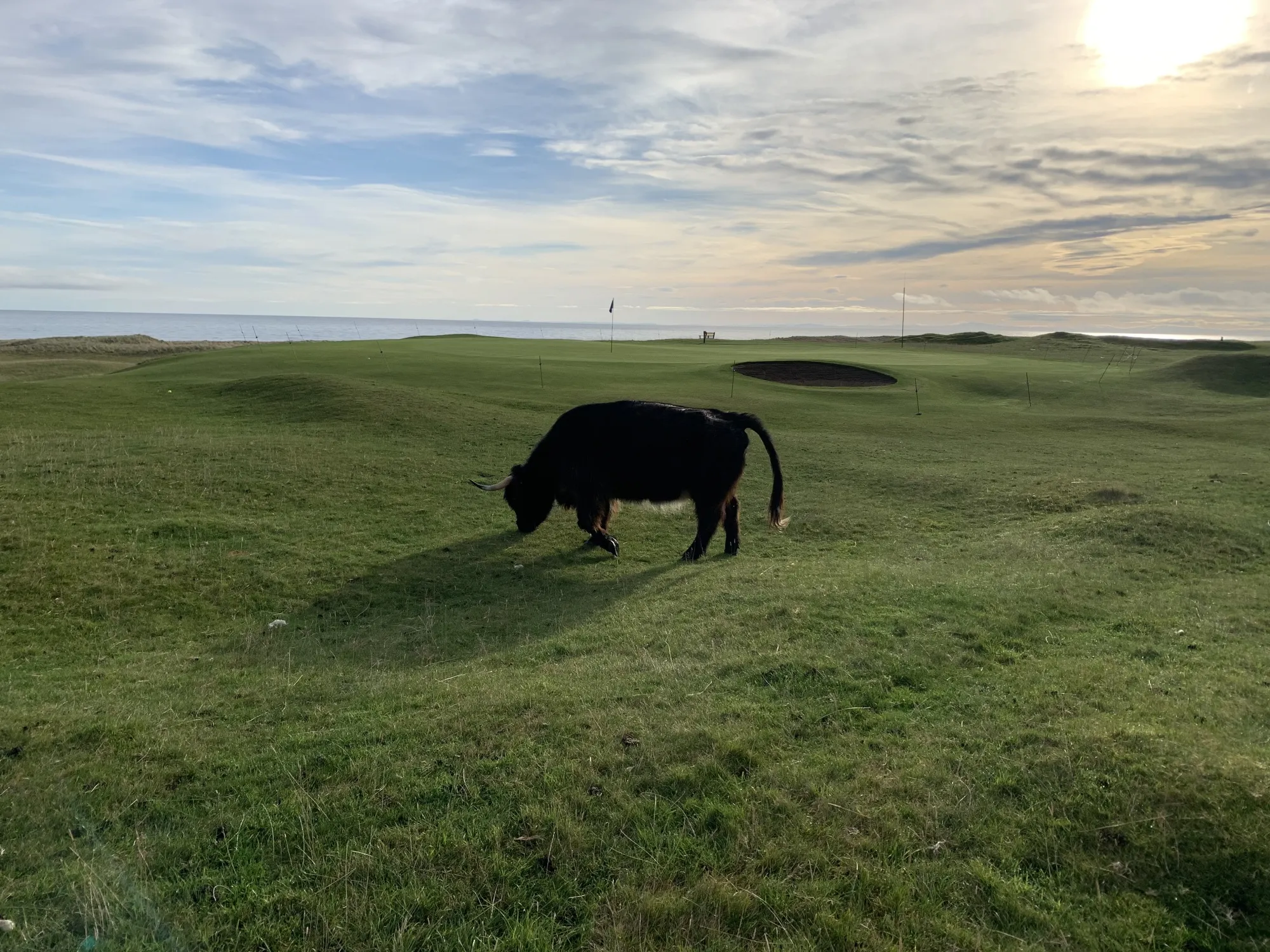 A Highland cow roams near the 16th green at Brora Golf Club in Brora, Scotland, on Nov. 1.
