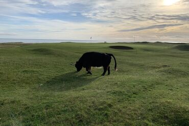 Highland Cattle Stir Debate on Scottish Golf’s Tourist Trail