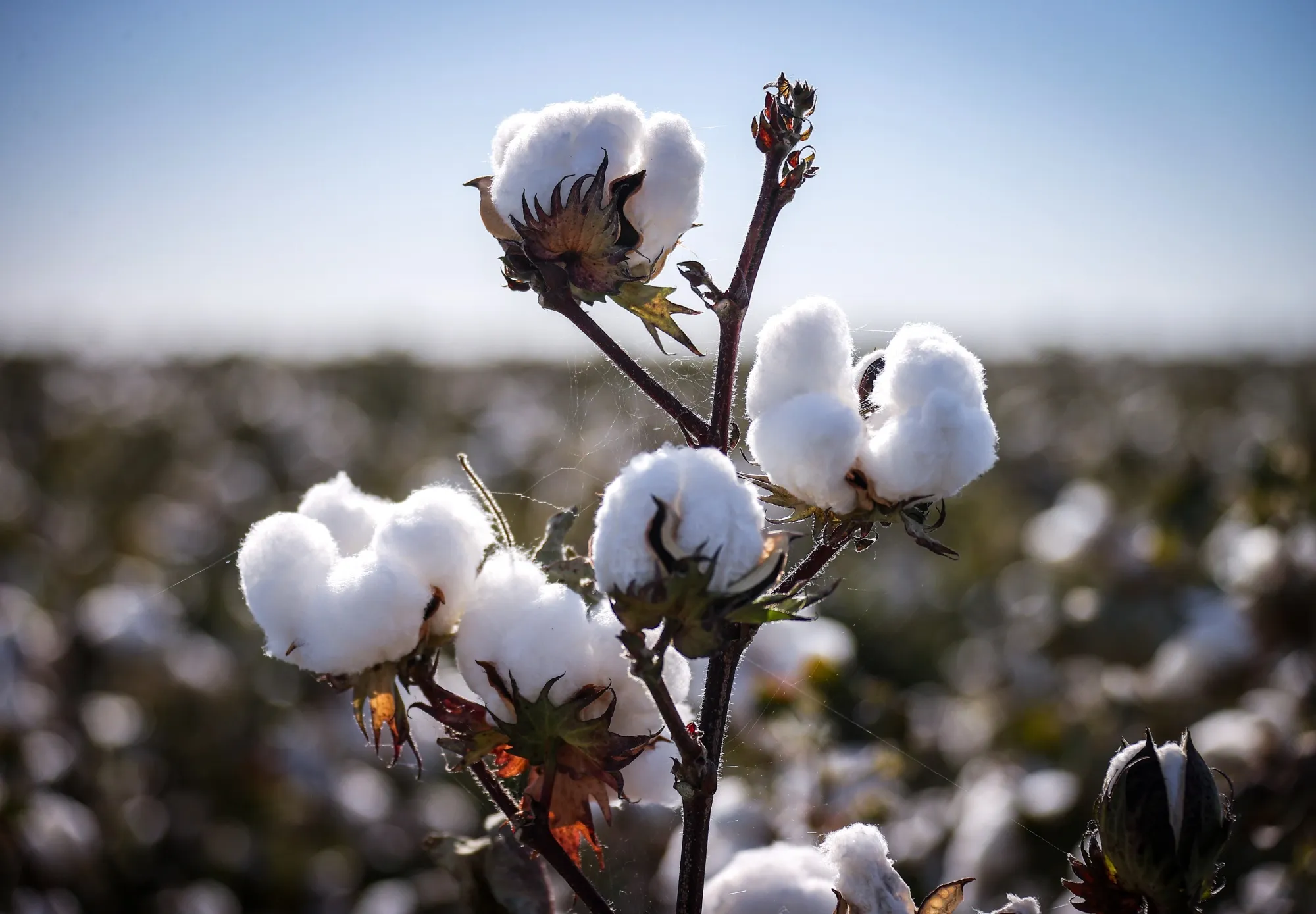 Cotton grows in a field on the outskirts of Moree, New South Wales, Australia.