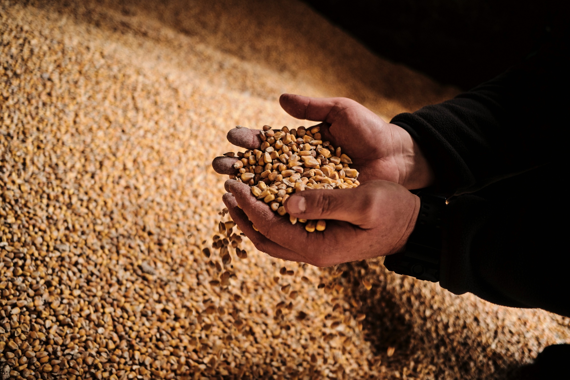 A farmer inspects unsold corn grain stores on a farm in Sedziejowo, Poland, earlier this month.