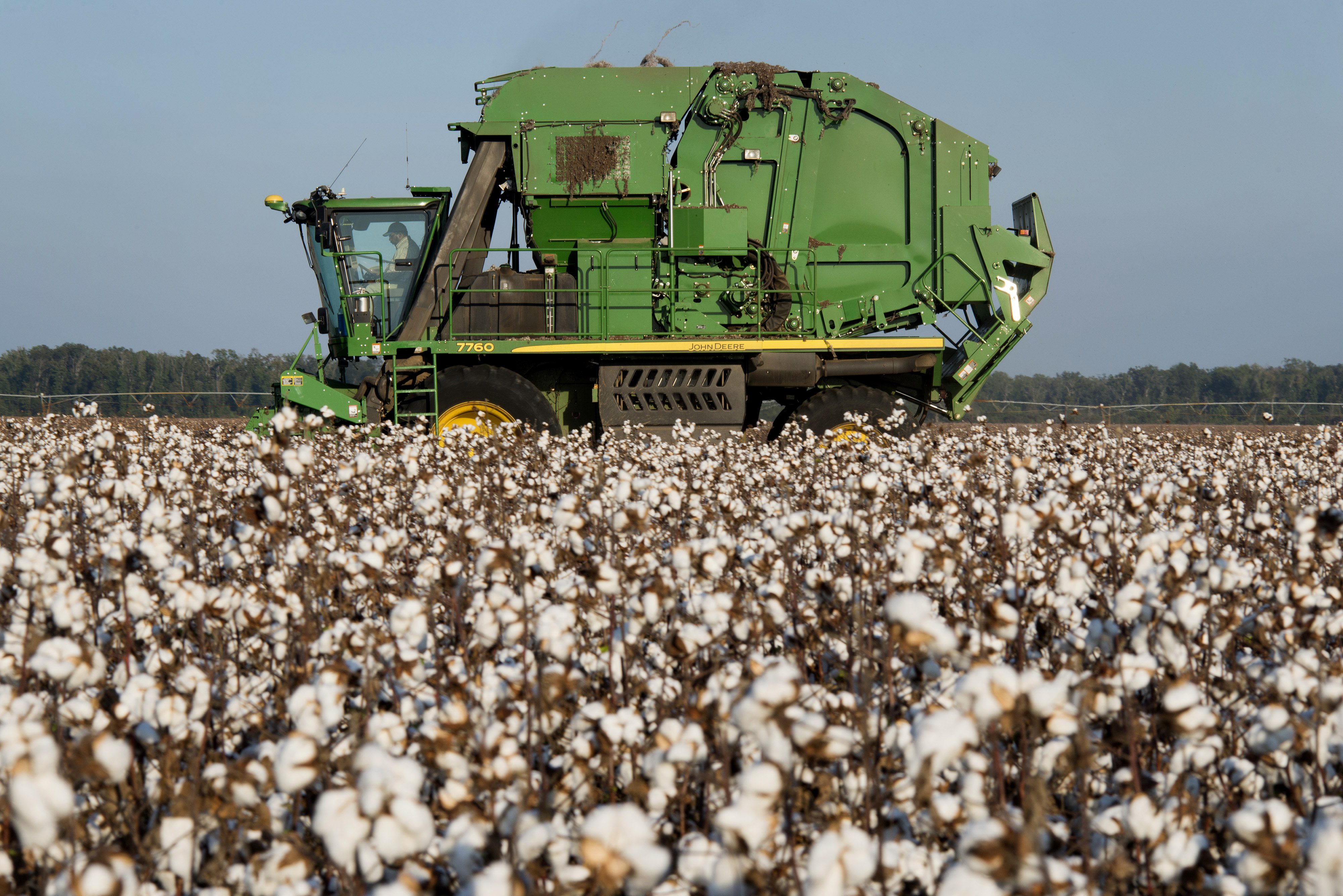 Cotton Boom Goes Bust as RainSoaked Texas Crop Sets Glut Bloomberg