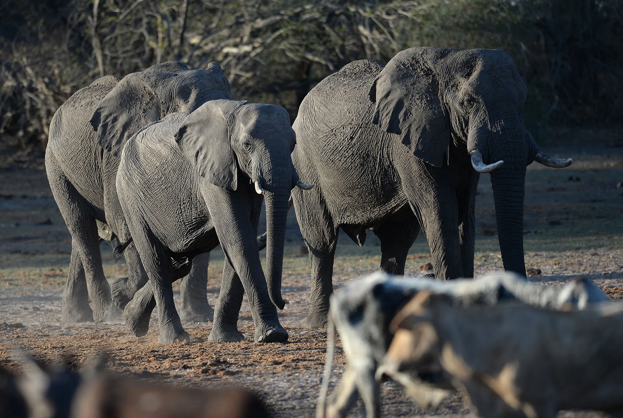 Elephants near the Nxaraga village on the outskirts of Maun, Botswana.