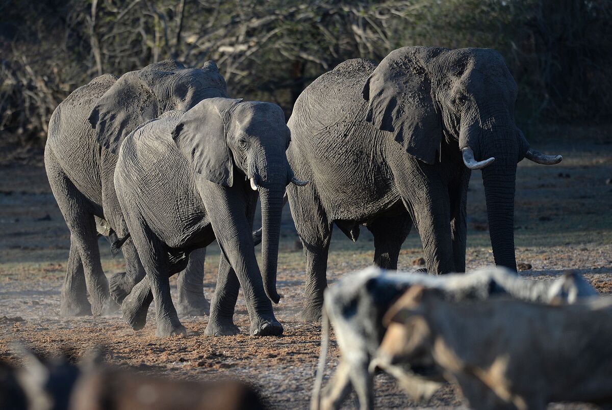 Hundreds Of Elephants Dead In Mysterious Mass Die Off In Botswana Mybroadband Forum