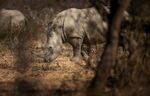 A white rhino during a guided safari tour outside Pretoria.