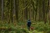 The Calming, Healthful Joy of Visiting an Old-Growth Forest Near You