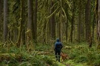 relates to The Calming, Healthful Joy of Visiting an Old-Growth Forest Near You