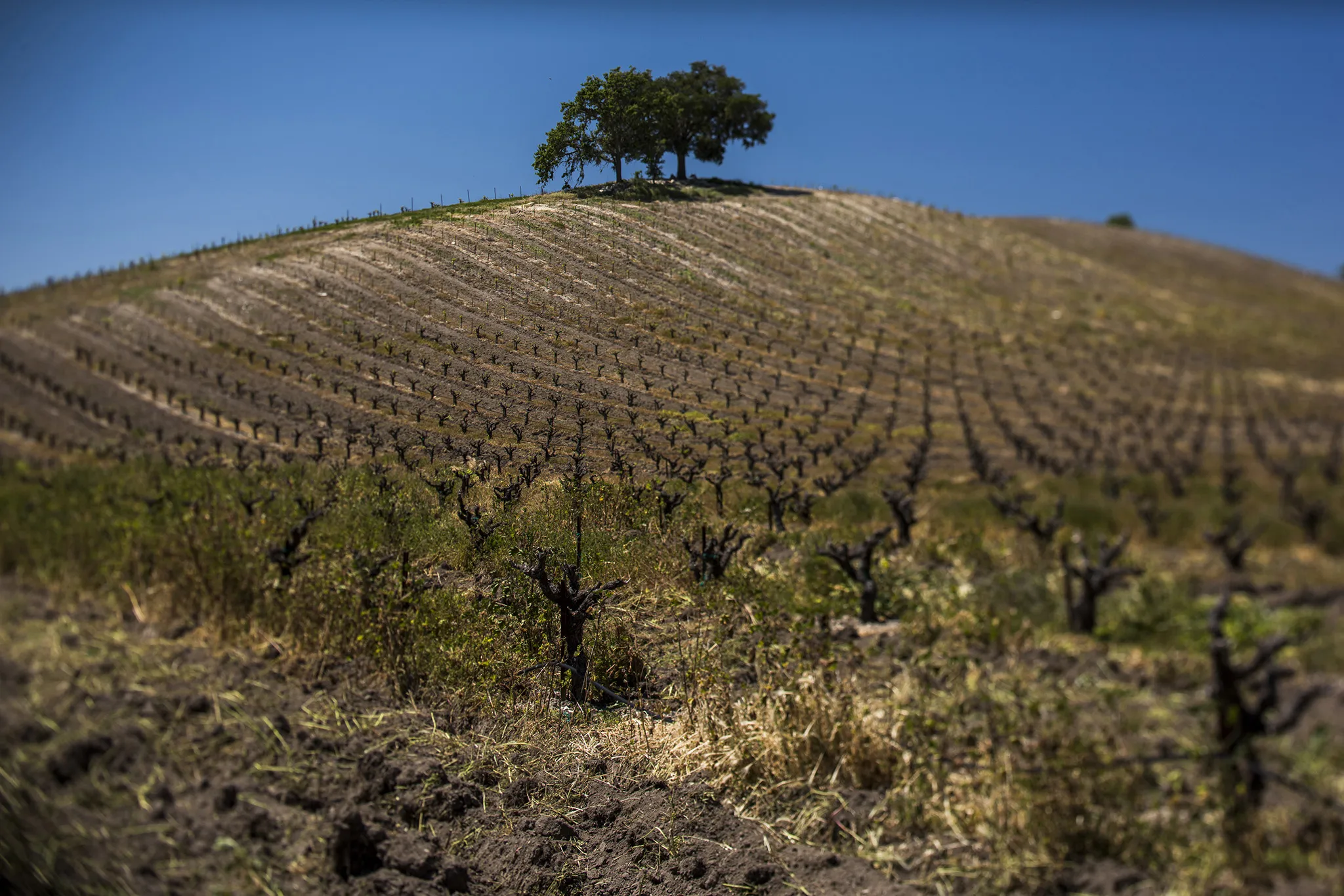 Clevenger Ranch Vineyards in Paso Robles, Calif.
