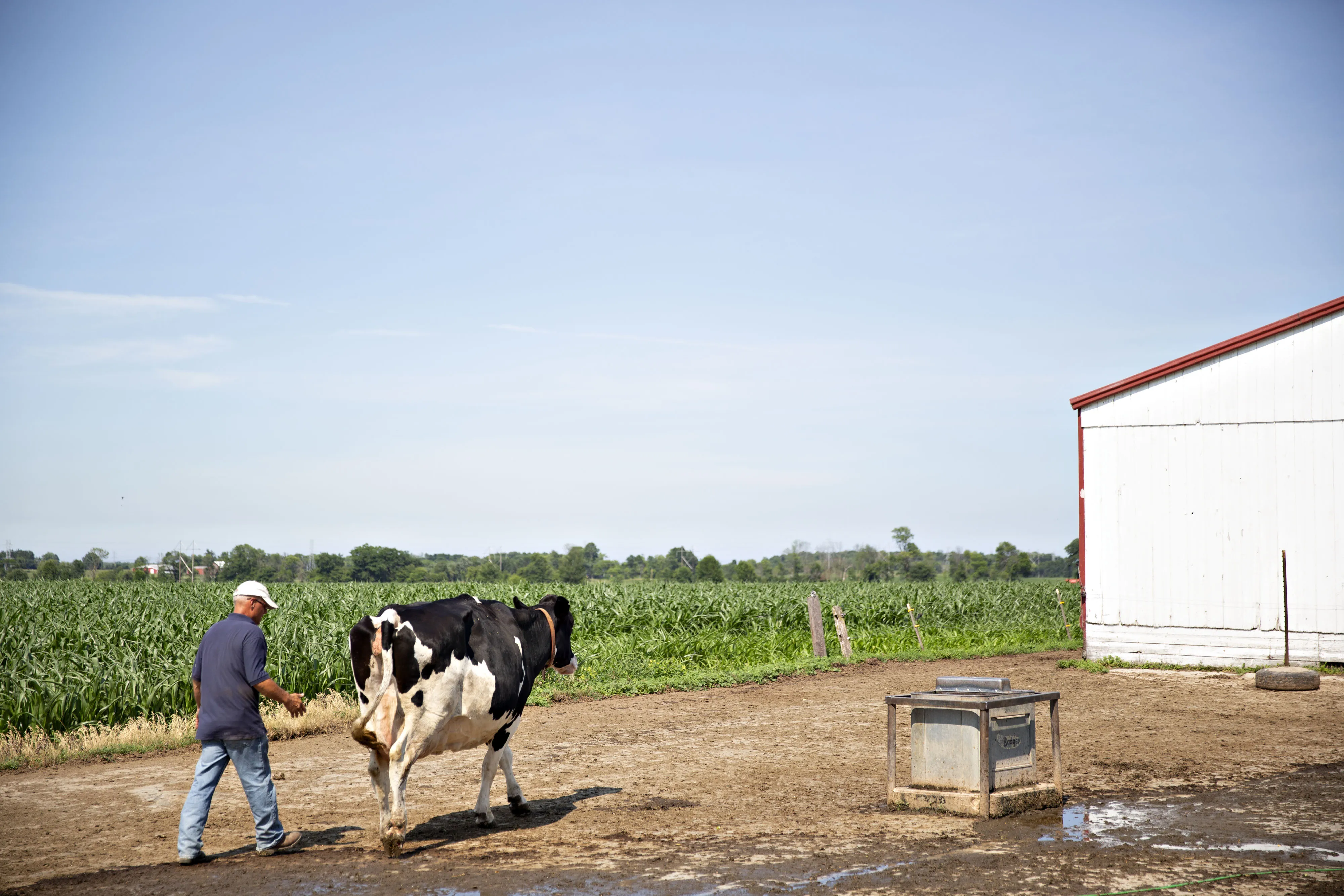 A farmer directs a cow towards a pasture at a dairy&nbsp;in Waldo, Wisconsin.
