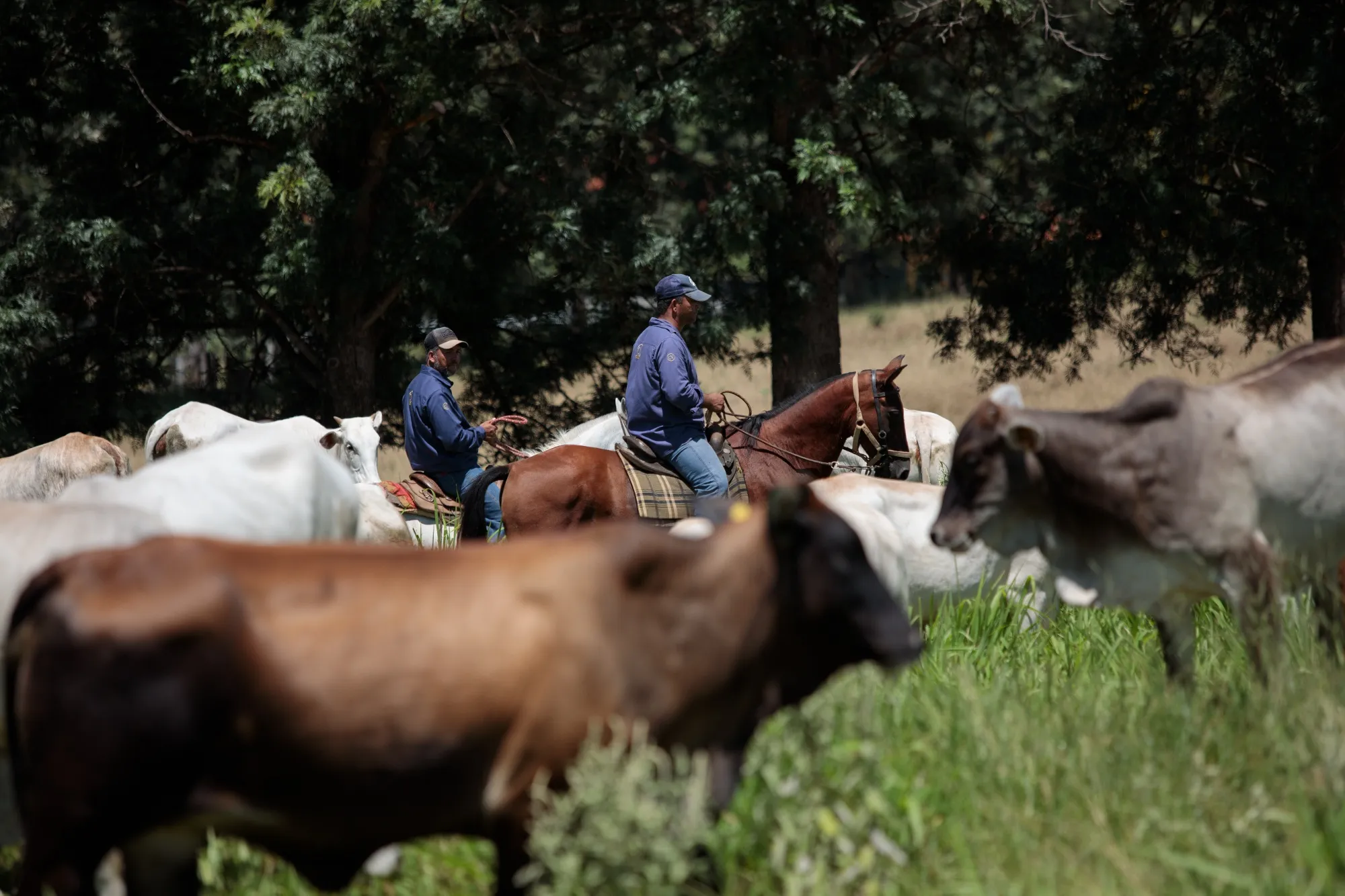 Workers on horseback herd cattle at a ranch in Paulinia, Sao Paulo.