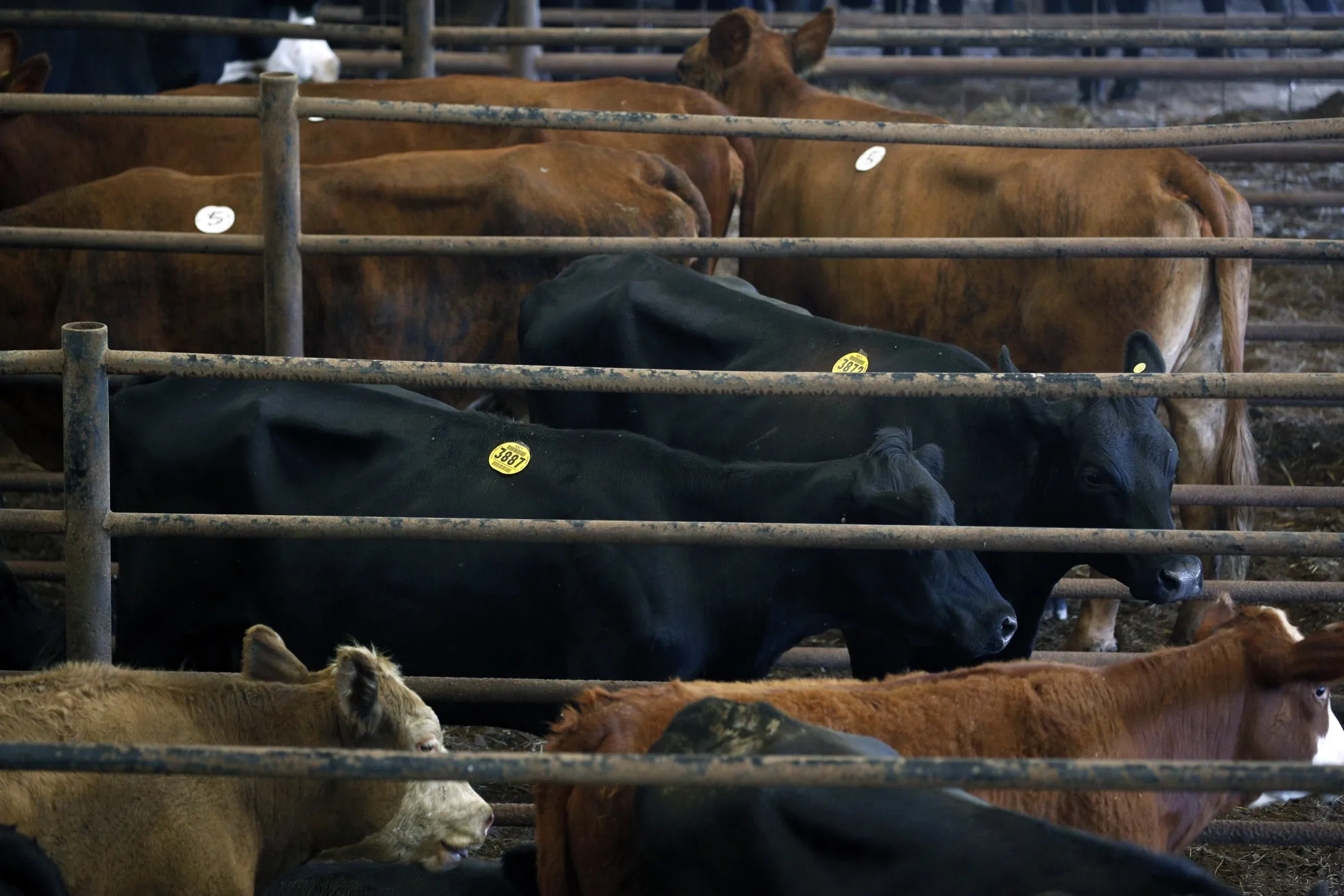 Kentucky-Tennessee Livestock Market Auction As USDA Increases 2020 Beef Expectations