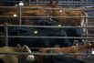 Kentucky-Tennessee Livestock Market Auction As USDA Increases 2020 Beef Expectations