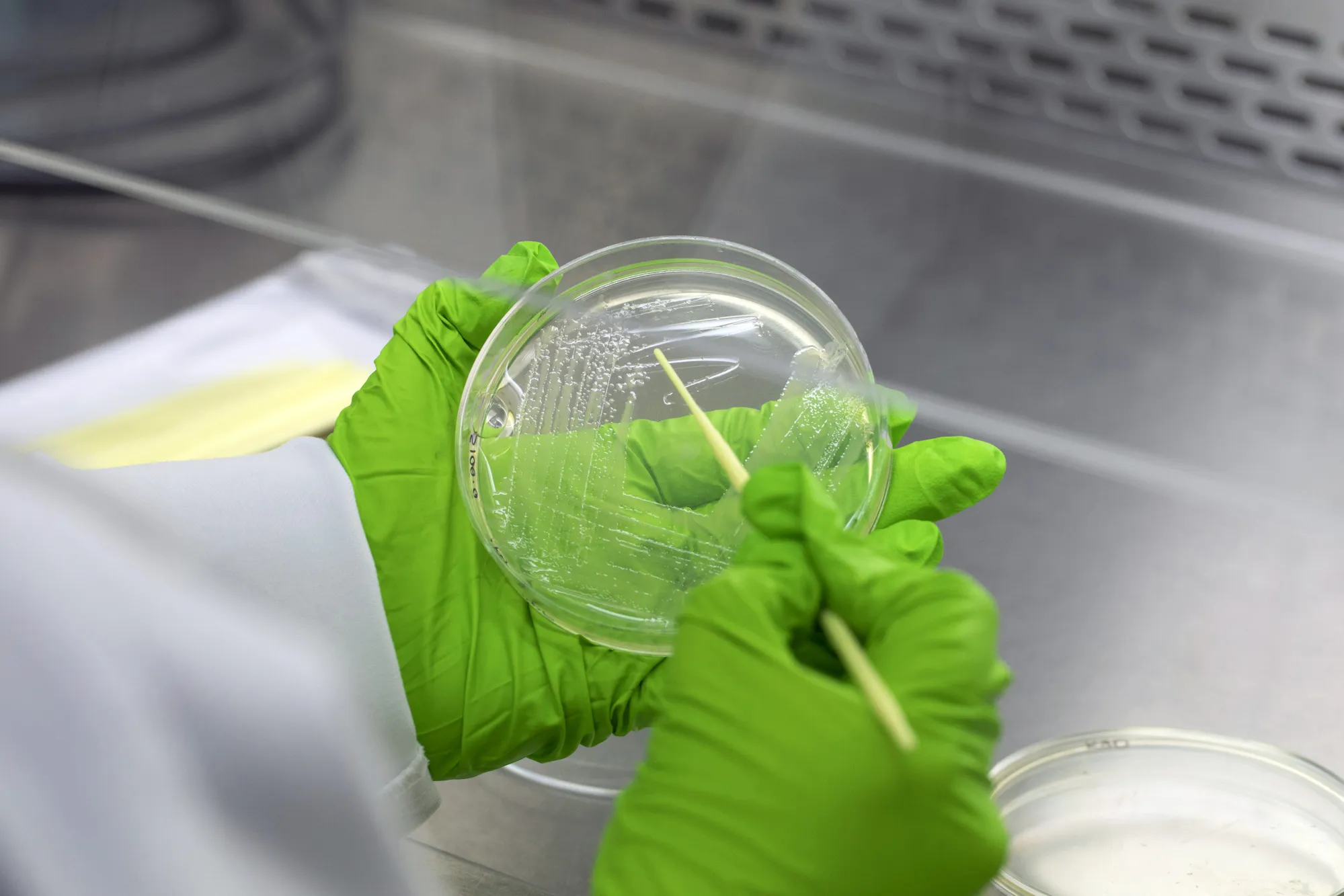 A Scientist working with a petri dish.&nbsp;