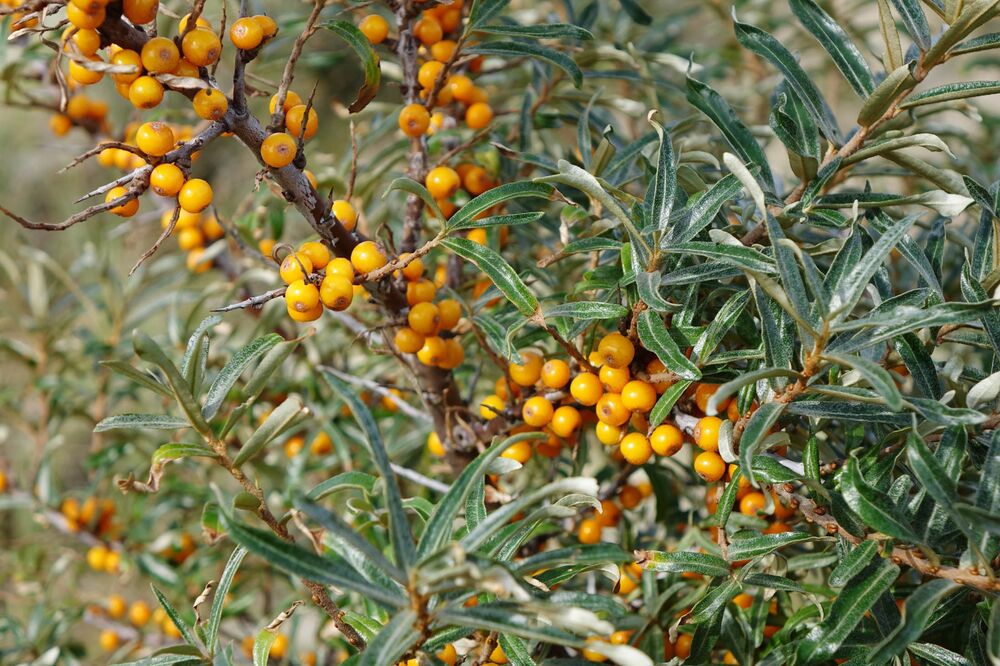 What Is Sea Buckthorn Quora