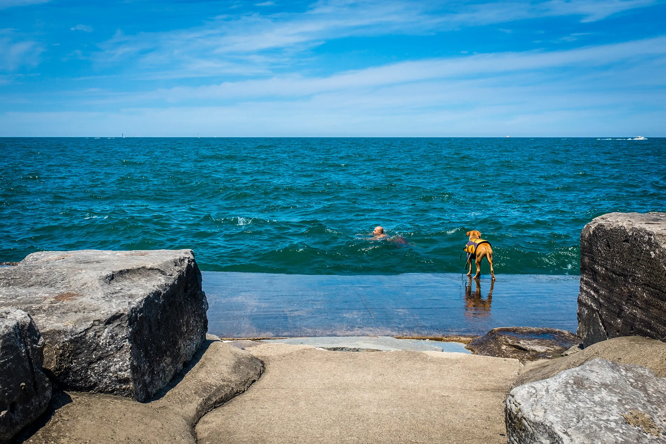A dog watches as his owner swim in Lake Erie on July 26, 2015 in Cleveland, Ohio.
