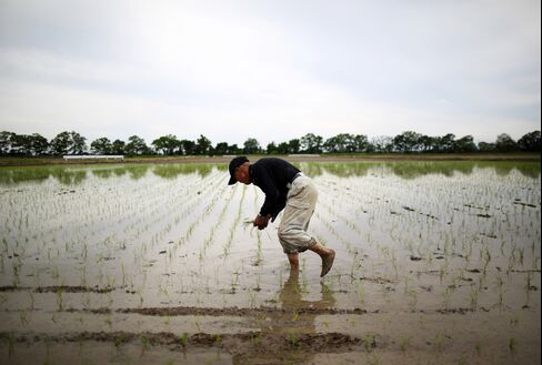 Rice Planting