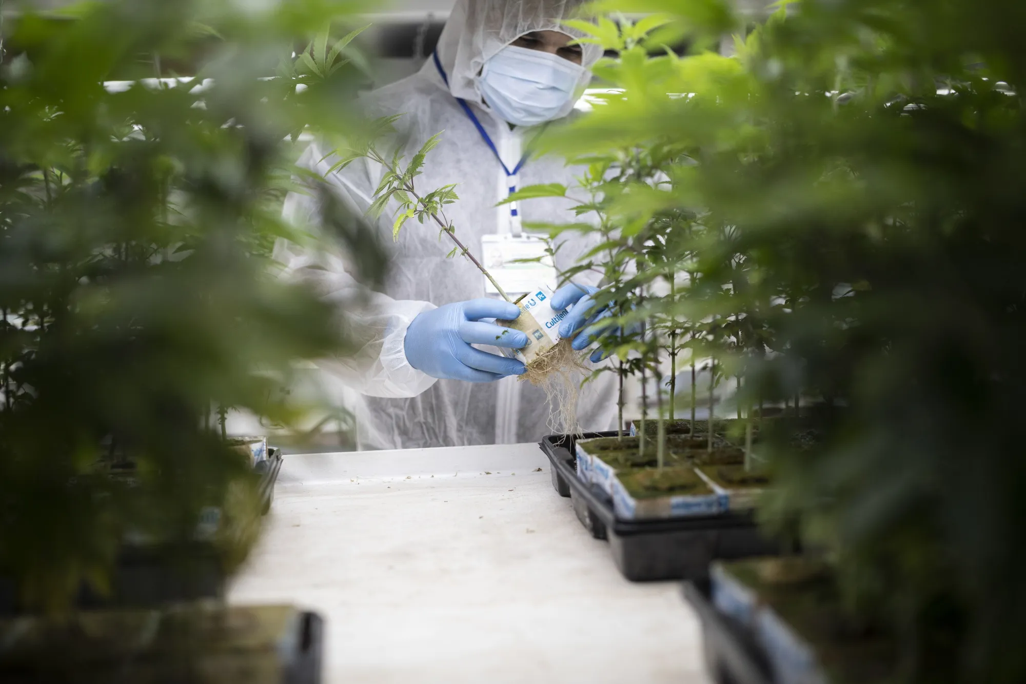 A worker inspects a cannabis plant inside a&nbsp;growing room.