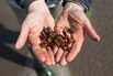 In Ukraine’s ‘Klondike,’ a Rush for Stolen Gems