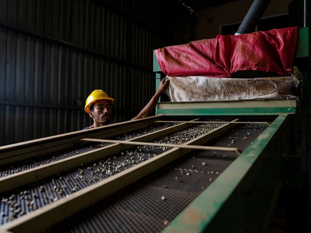 Carlos Bonilla, a member of Comisuyl, watches beans being sorted on a rack.