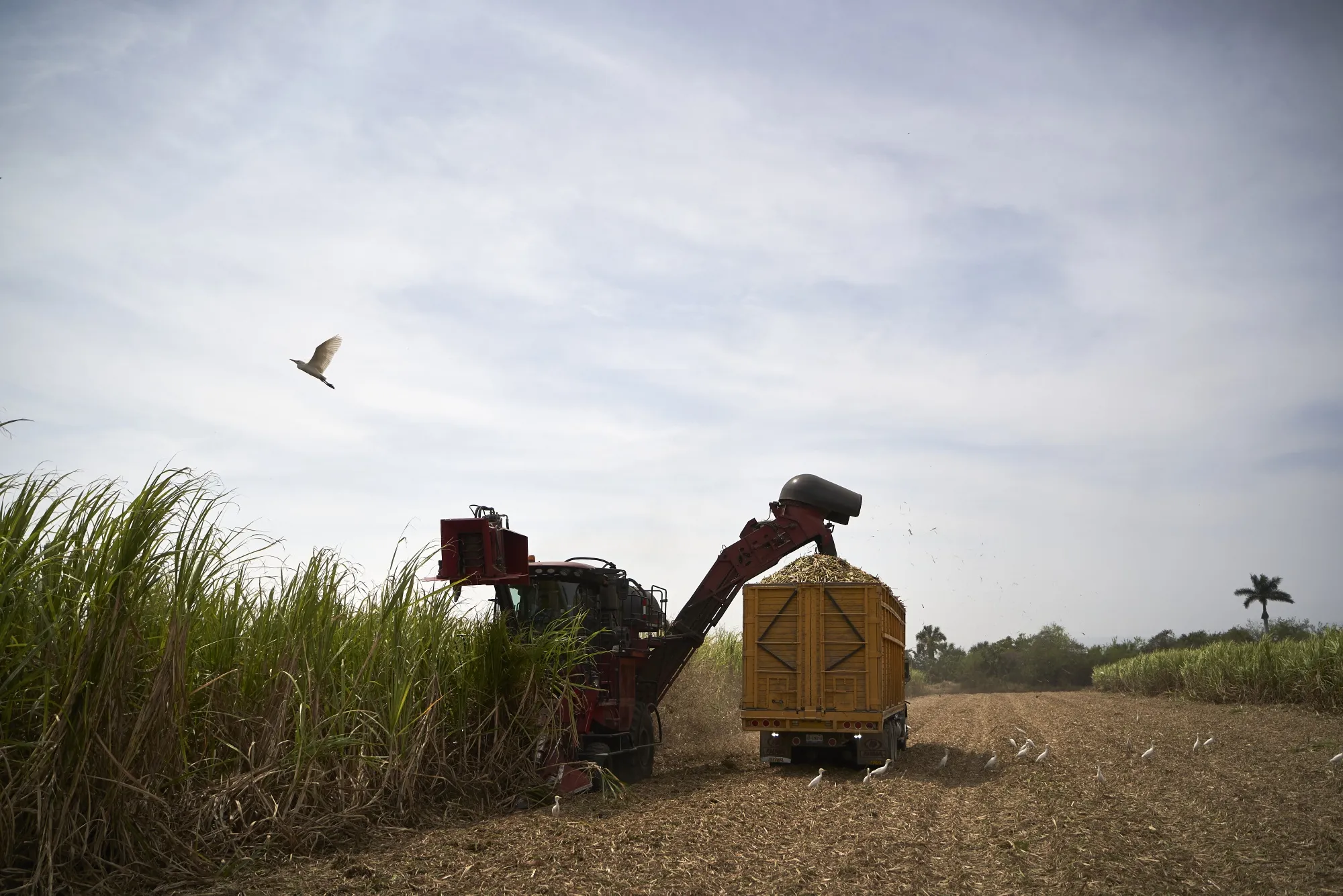Mexico Sugar Production Reduced On Prolonged Drought