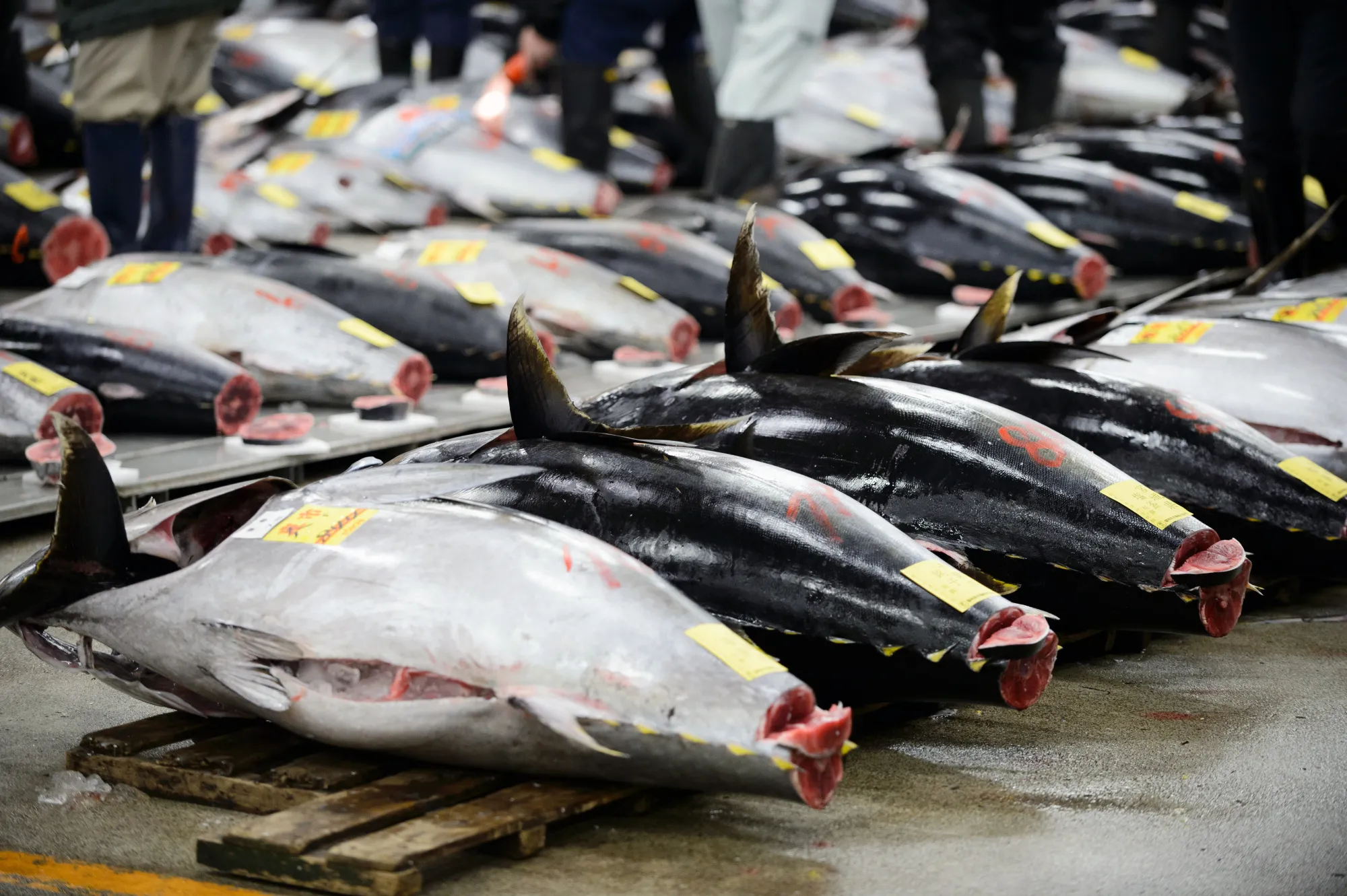 Bluefin Tuna Sold for $320,000 in Tsukiji's Last New Year