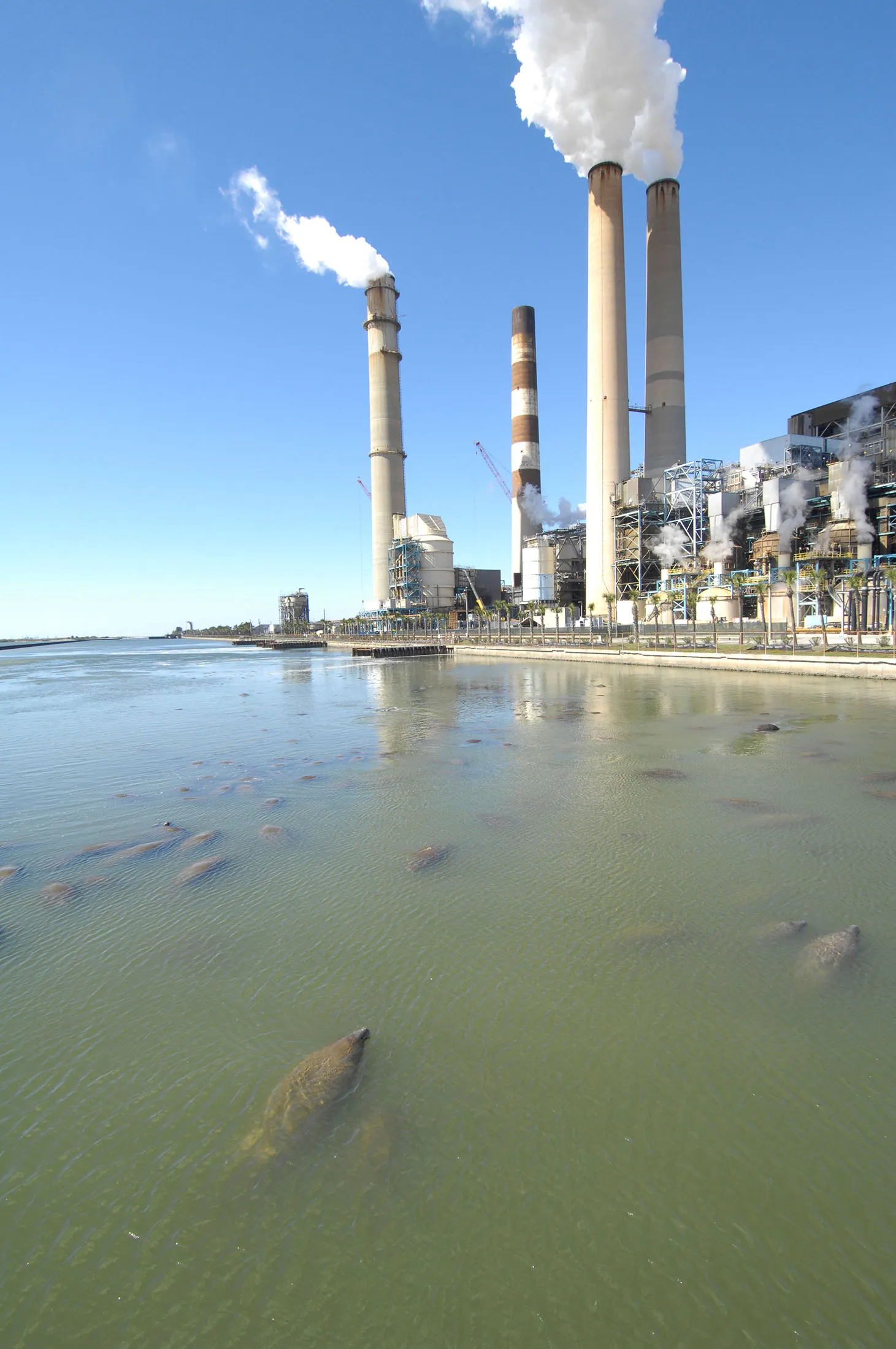 Manatees warm themselves at TECO’s Big Bend coal-fired power plant just south of Tampa.