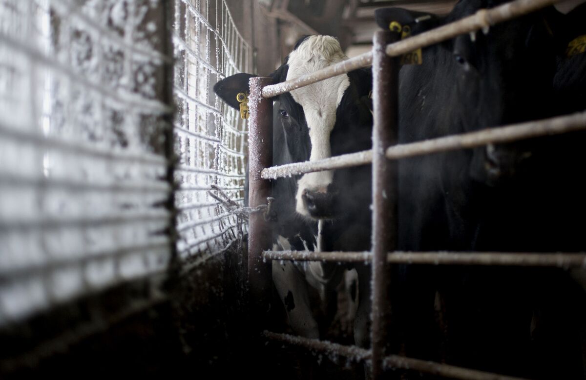 Killing Off American Cows to Keep Milk Prices High - Bloomberg