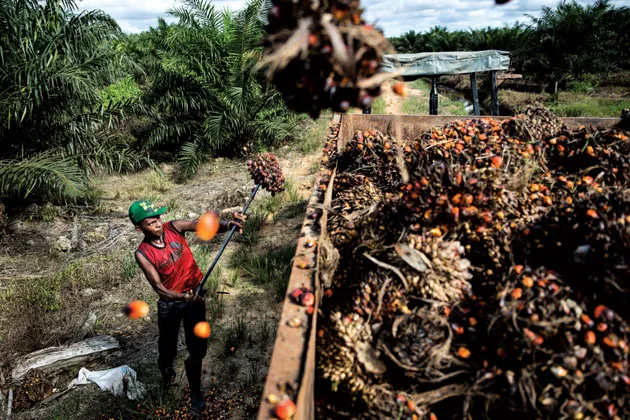 A farmworker in Berau, Indonesia, loading oil palm bunches