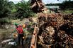 Indonesia's Palm Oil Industry Rife With Human-Rights Abuses