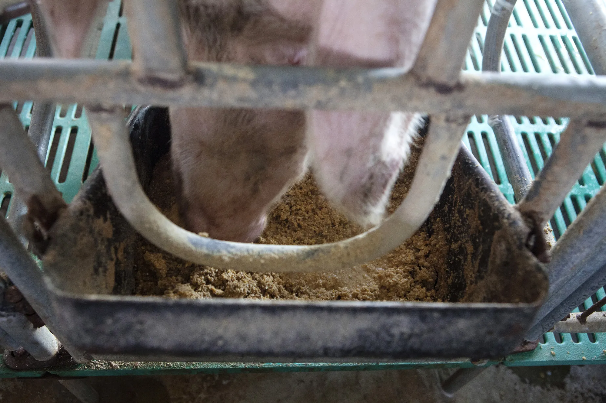Operations at the Tianjin Tianjiao Group Hog Feed Producer