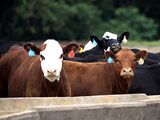 A Cattle Farm As Meat Sales Dip