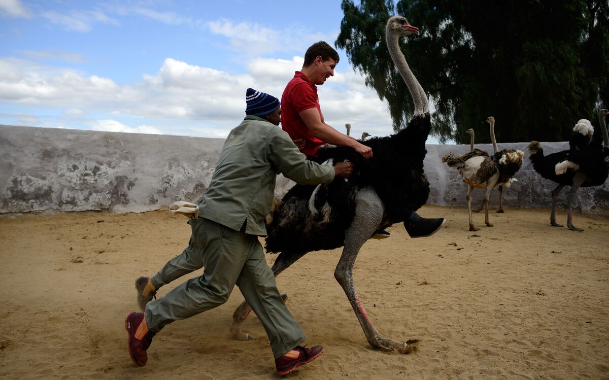 Bird-Riding Loses Luster in South Africa's Ostrich Capital - Bloomberg