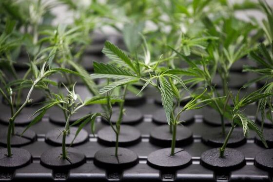Marijuana Ballot Measures Pass in Five States