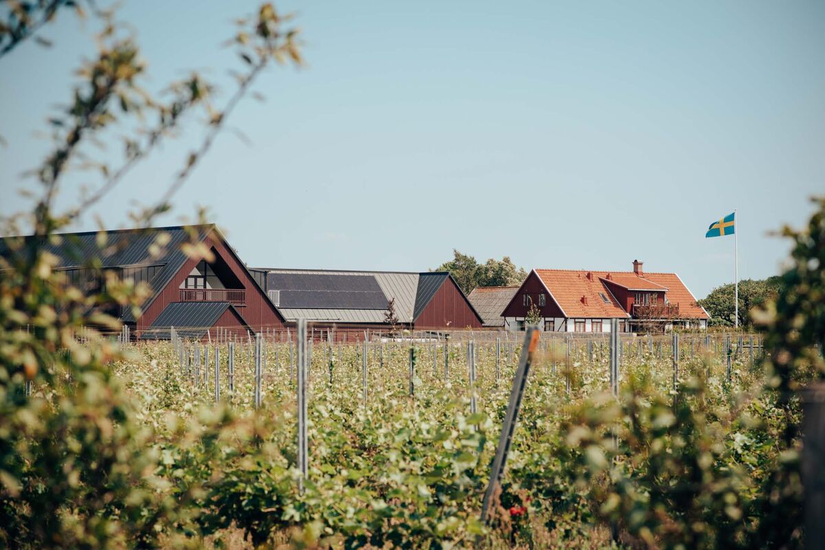 Sweden Is the New Unlikely Land of Wine