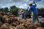 Workers use palm fruit spears to remove bad bunches from a pile in Pahang, Malaysia.