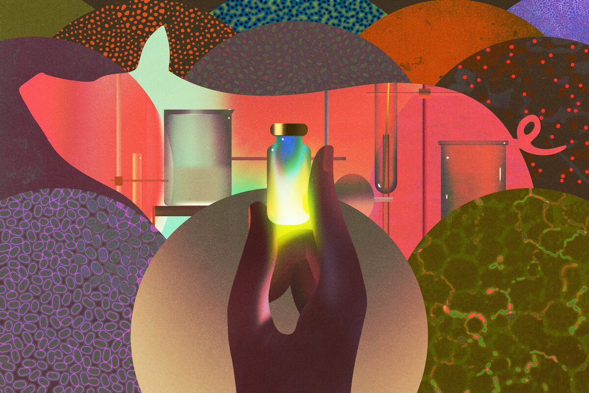 
                            The $3,000 Minipig Powering Europe’s Drug Pipeline