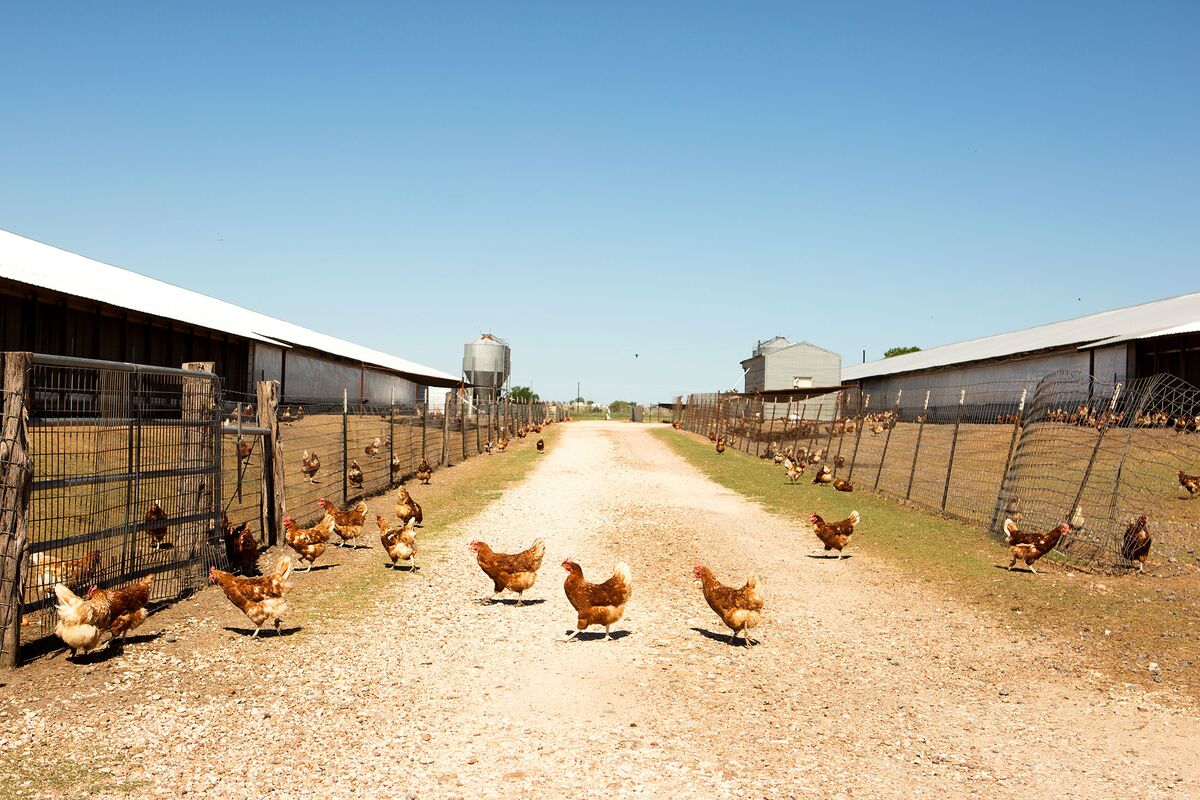 Farmers See Sustainable Eggs as the Industry’s Next Big Thing
