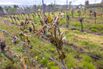Frost-damaged vines in Radebeul, Germany in April.