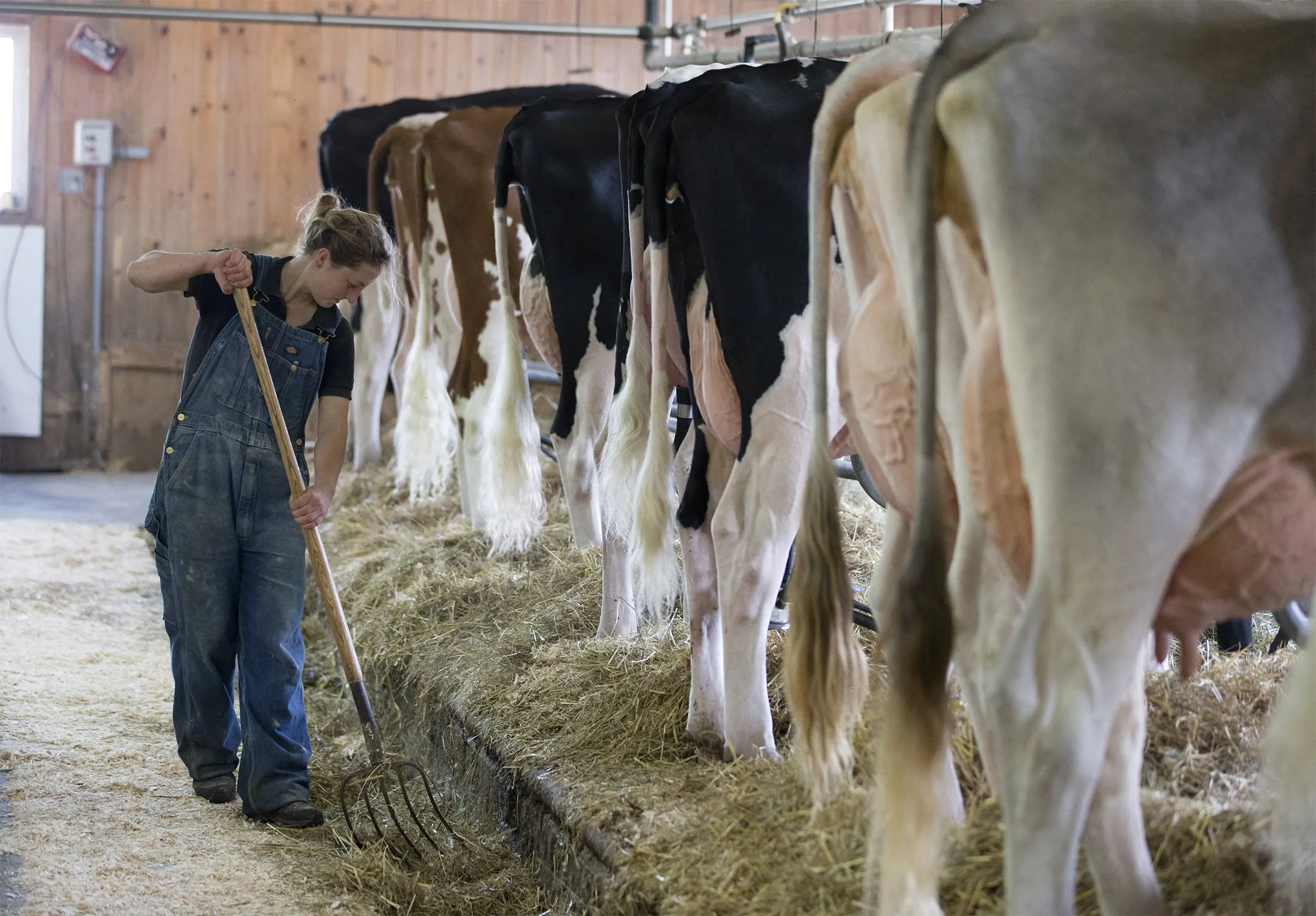 A farm hand cleans straw at a dairy farm in North Hatley, Quebec, Canada.
