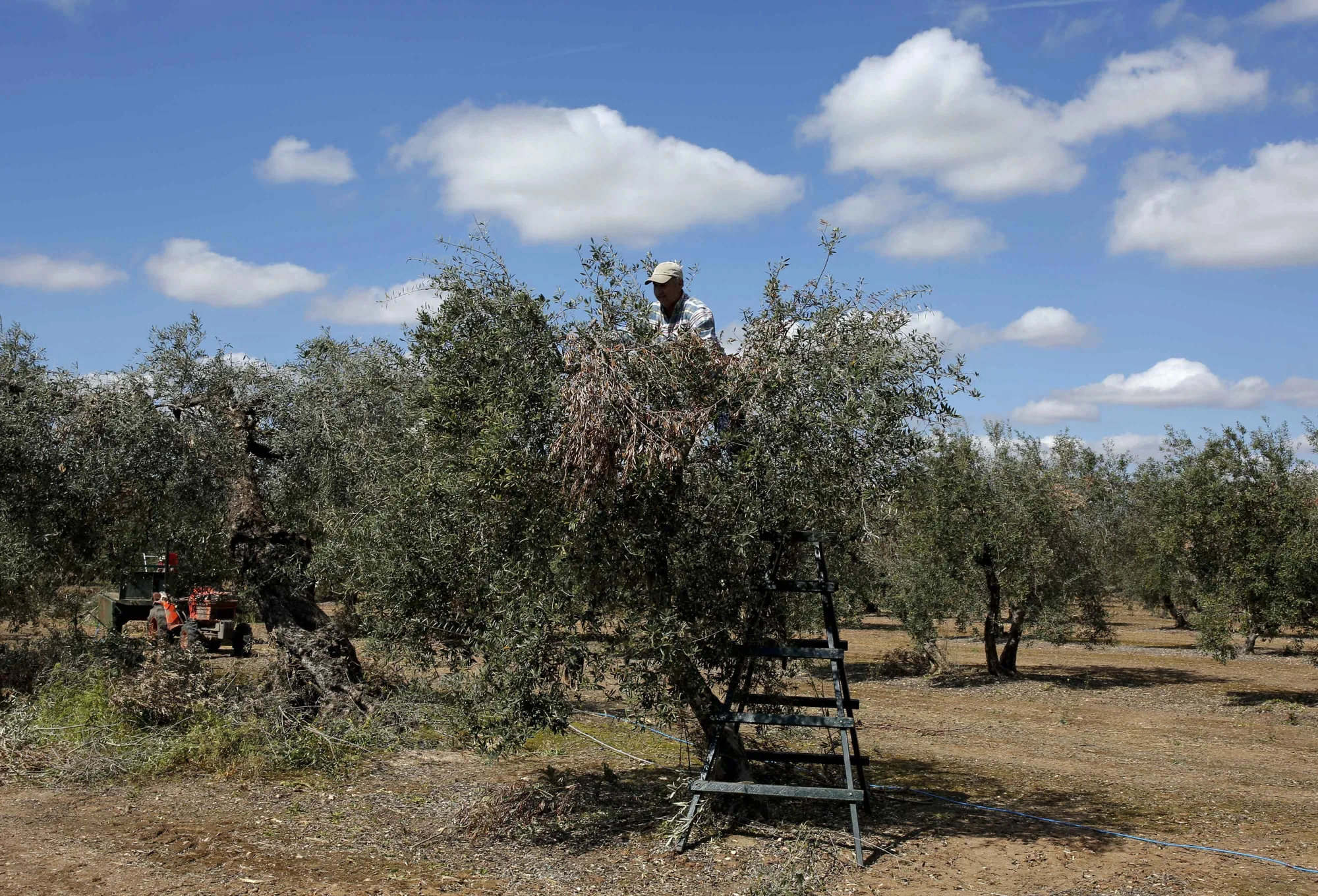 A worker&nbsp;prunes an olive tree in a grove in Arahal, Spain.