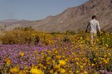 California's Wildflower 'Super Bloom' Begins After Unusually Wet Winter