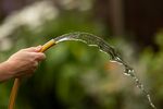 LONDON, UNITED KINGDOM - AUGUST 03: In this photo illustration a hosepipe is used to water a garden on August 03, 2022 in London, United Kingdom. Hosepipe bans have been issued in parts of the south including Hampshire, which comes into force from August 5th, and Kent which comes into force on August 12th. (Photo by Dan Kitwood/Getty Images)