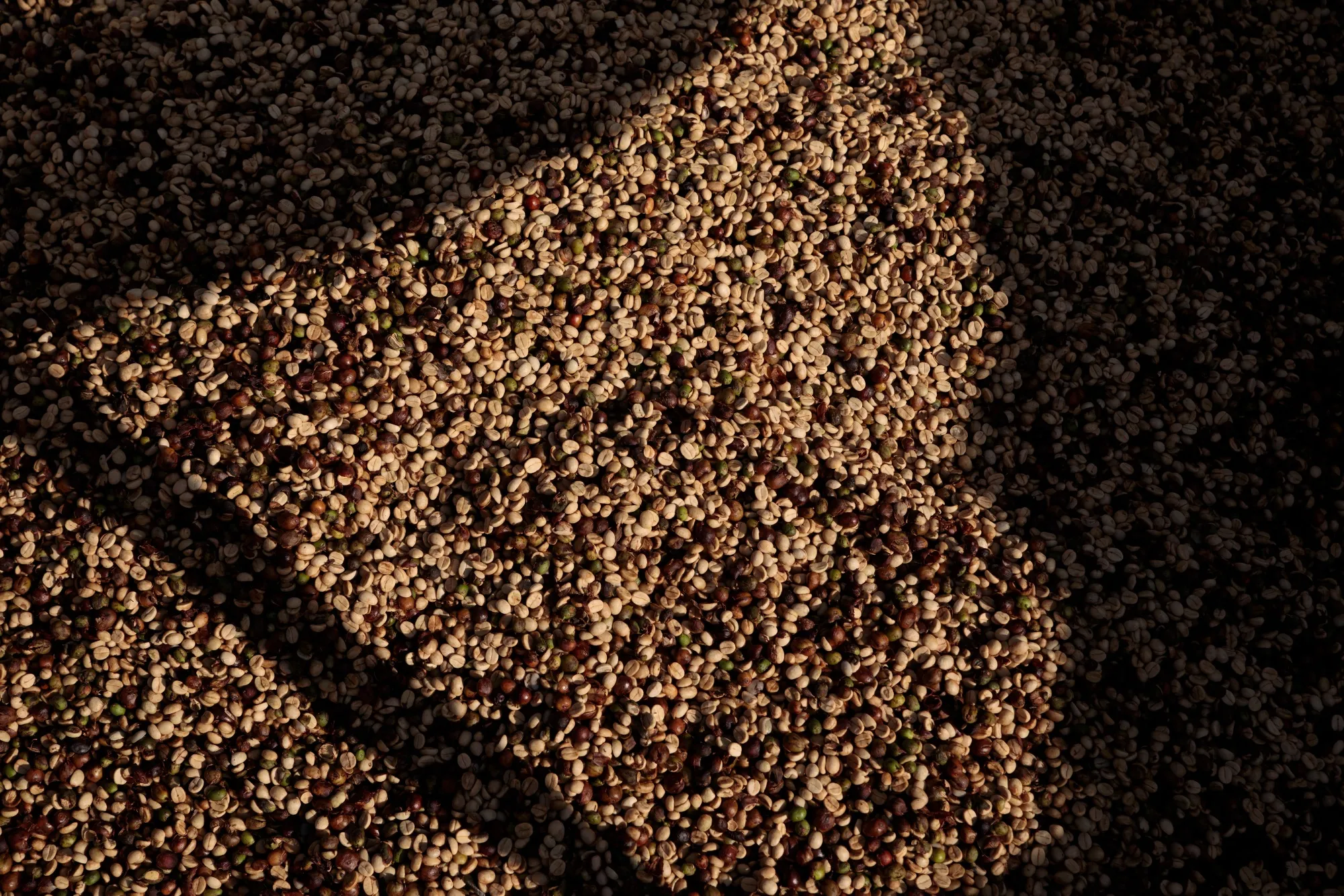 Brazil is seen producing just 34.4 million bags of the premium arabica bean in the coming season, down by about 11 million bags from a September estimate.