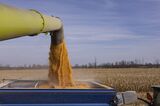 Grain Harvest And Storage As Crop Production Forecast Rises