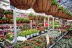 Home Depot Offers 2-for-1 Petunias, Discounts To Revive Sales
