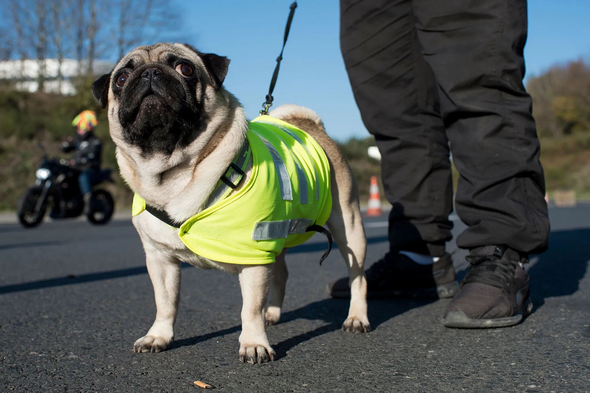 A pug stands next it's owner.&nbsp;