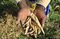Josephine Mbinya, a farmer, holds beans harvested on her farm in Joska, Kenya.